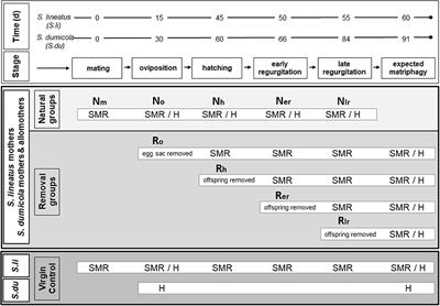 Physiological Adaptations to Extreme Maternal and Allomaternal Care in Spiders